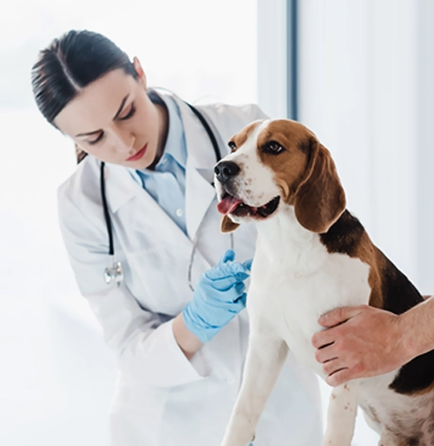 Sarıoğlan Veteriner